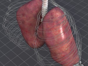 lungs external Model 3D