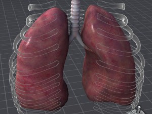lungs external Model 3D