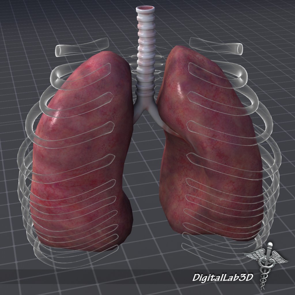 Макет легких человека. Искусственные легкие человека. 3d модель легких. Муляж легкого. 3d модель легких.