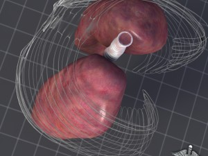 lungs external Model 3D