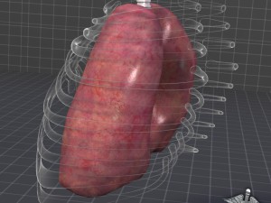 lungs external Model 3D