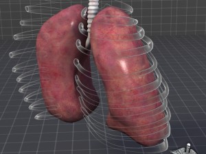 lungs external Model 3D