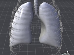 lungs external Model 3D