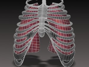 lungs external Model 3D