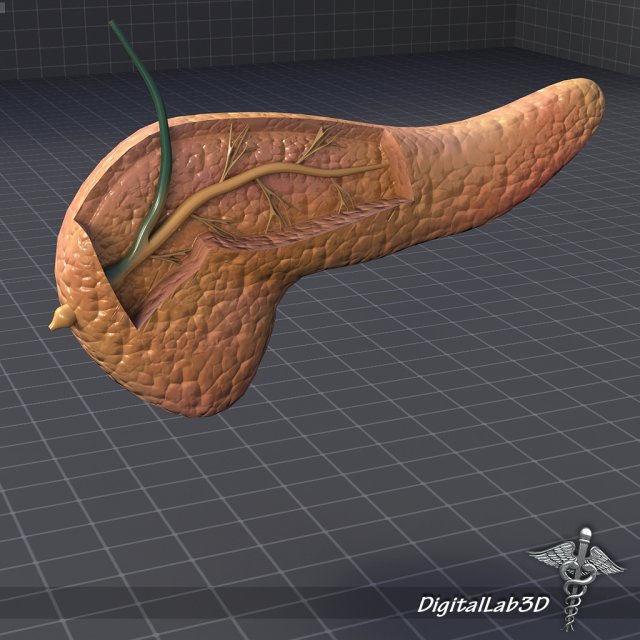 pancreas anatomy 3D Модель .c4d .max .obj .3ds .fbx .stl .blend 