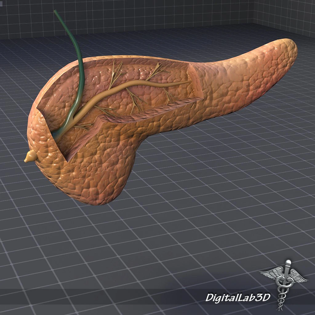 pancreas anatomy 3D Model .c4d .max .obj .3ds .fbx .stl .blend