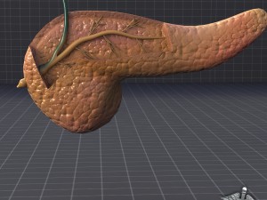pancreas anatomy 3D Модель