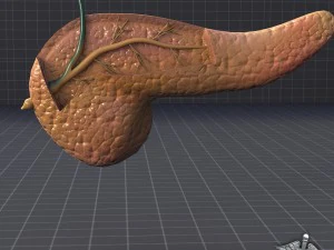 pancreas anatomy 3D Model