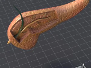 pancreas anatomy 3D Model