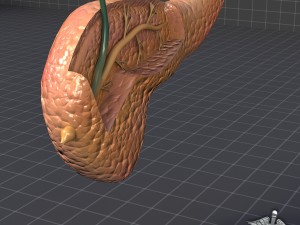 pancreas anatomy 3D Модель