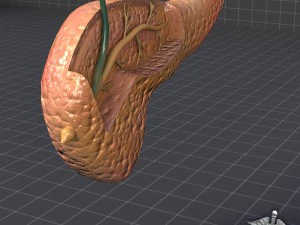 pancreas anatomy 3D Model
