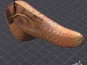 pancreas anatomy 3D Model