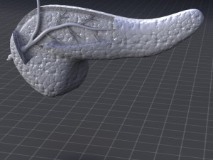 pancreas anatomy 3D Модель