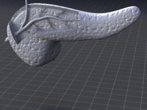 pancreas anatomy 3D Model