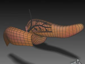 pancreas anatomy 3D Model