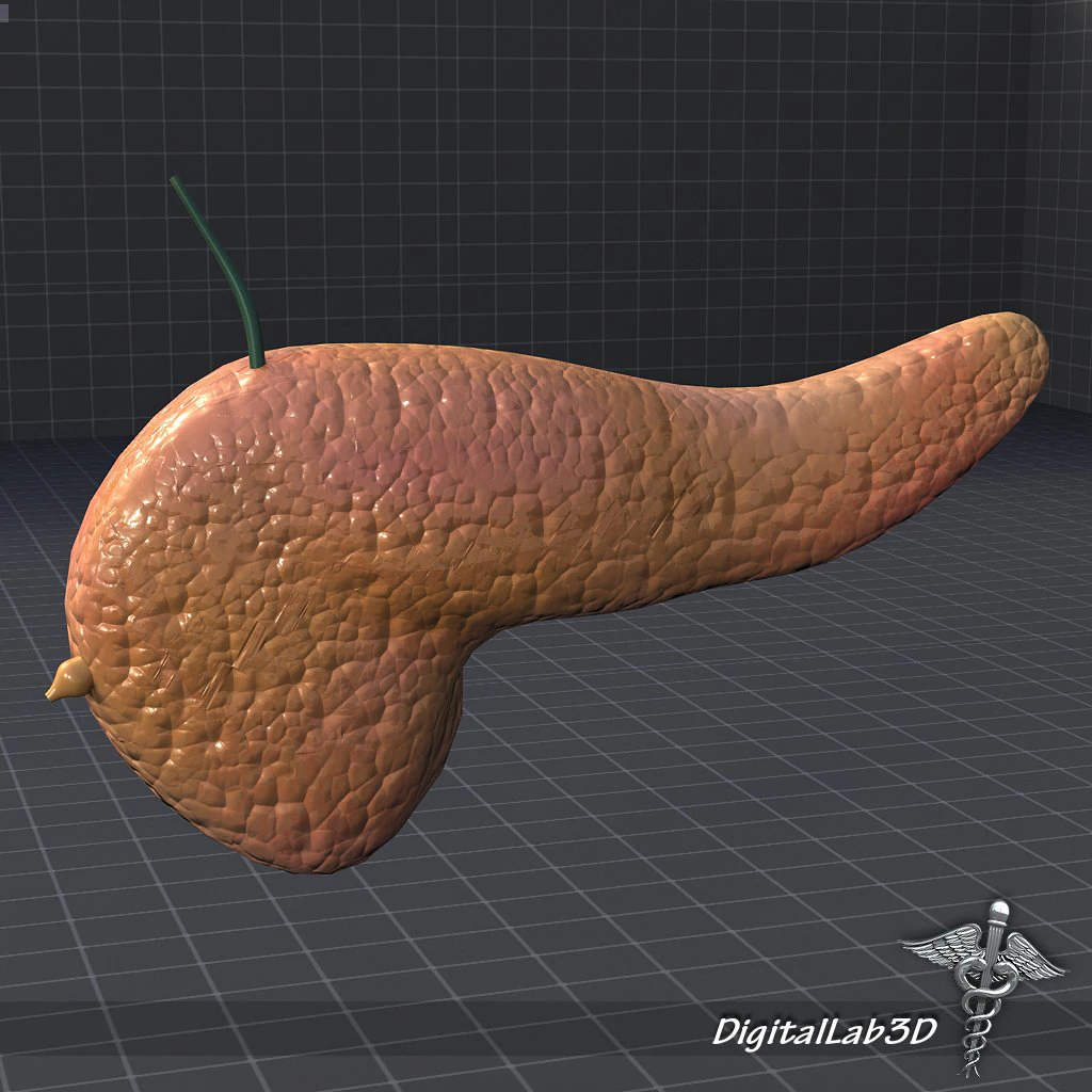 pancreas external 3D Model .c4d .max .obj .3ds .fbx .stl .blend 