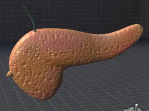 p&acirc;ncreas externo Modelo 3D