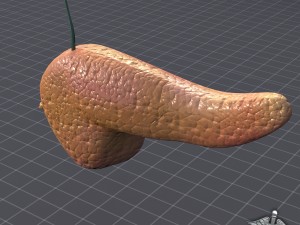 pancreas external Model 3D