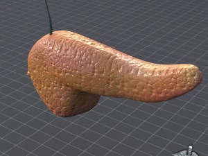 pancreas external 3D Model