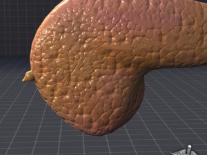 pancreas external Model 3D