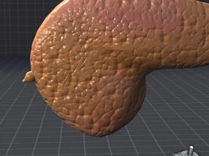 pancreas external 3D Model
