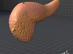 pancreas external 3D Model