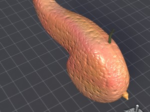 pancreas external Model 3D