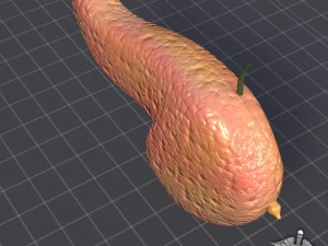 pancreas external 3D Model