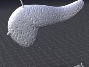 pancreas external Model 3D