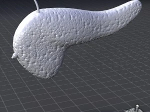 pancreas external 3D Model