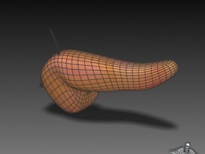 pancreas external Model 3D
