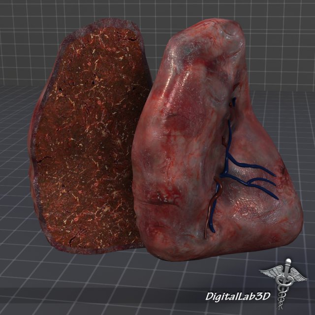 spleen anatomy 3D Модель .c4d .max .obj .3ds .fbx .stl .blend 