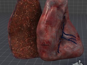 spleen anatomy 3D मॉडल