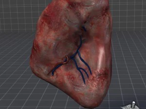 spleen anatomy 3D Model