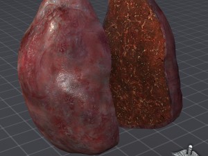 spleen anatomy 3D Модель
