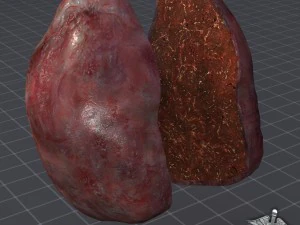 spleen anatomy 3D Model