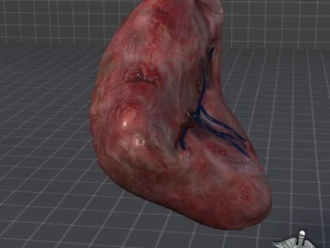 spleen anatomy 3D Model