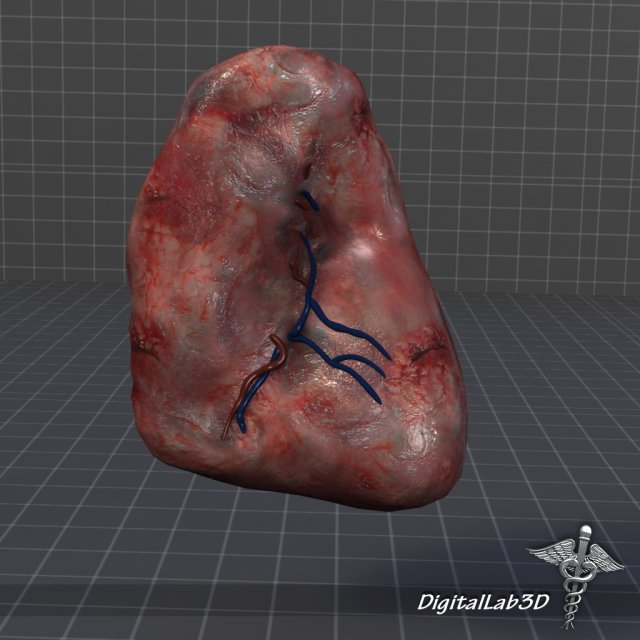spleen 3D मॉडल .c4d .max .obj .3ds .fbx .stl .blend 
