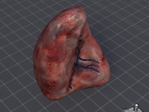 spleen 3D मॉडल