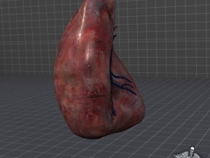spleen 3D मॉडल