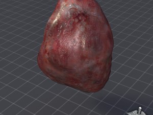 spleen 3D मॉडल