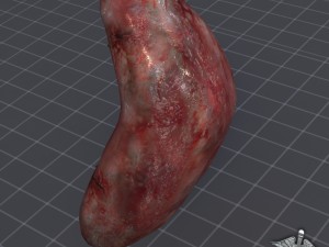 spleen 3D मॉडल
