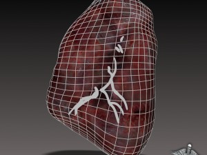 spleen 3D मॉडल