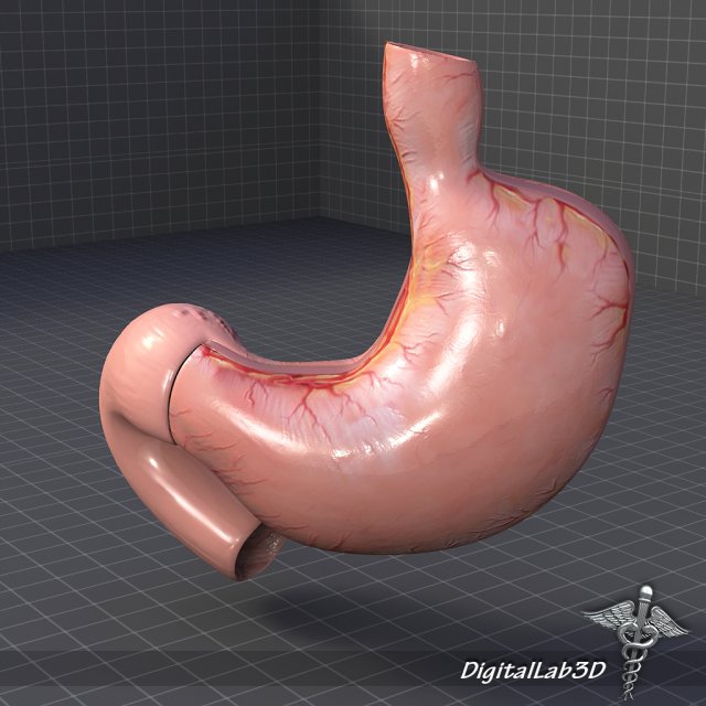 stomach anatomy Modello 3D .c4d .max .obj .3ds .fbx .stl .blend 