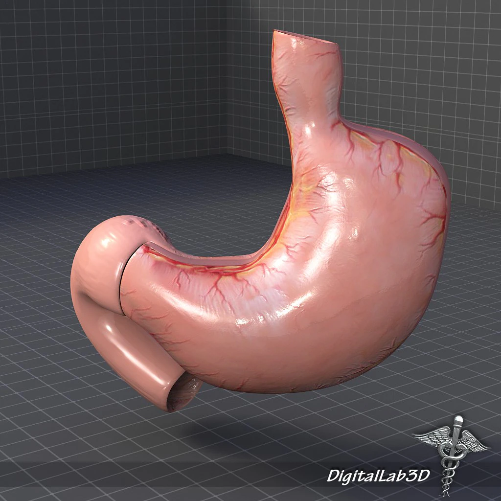 stomach anatomy 3D Model .c4d .max .obj .3ds .fbx .stl .blend 