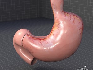 stomach anatomy 3D Model