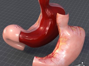 stomach anatomy Modello 3D