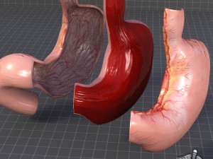 stomach anatomy Modello 3D
