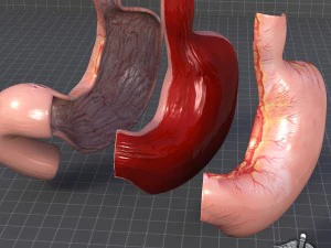 stomach anatomy 3D Model