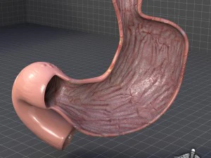 stomach anatomy 3D Model